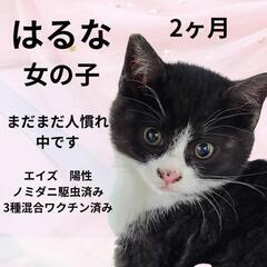 里親様きまりました　ハチワレ女の子