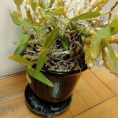 洋蘭いかがでしょうか?の画像