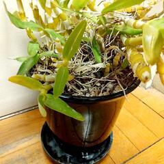 洋蘭いかがでしょうか?の画像