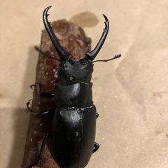 発送可65mm ギラファノコギリクワガタ