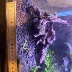 アクアリウム用水草、流木、岩石