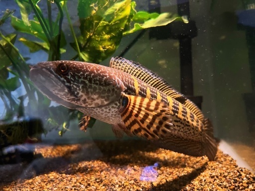 熱帯魚&水槽セット