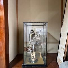 隼の剥製の画像