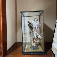 隼の剥製の画像