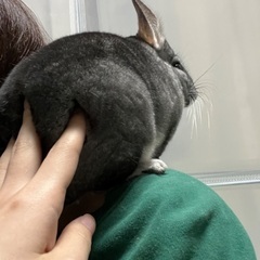 お問合せ停止中　チンチラ - 東松島市