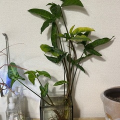 《決まりました》観葉植物　シンゴニウムスターライト水槽付