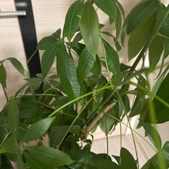 購入者確定！！パキラの画像