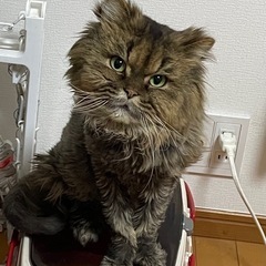 穏やかな男の子