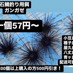 ガンガゼ石鯛餌用一個57円〜
