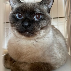 シャム風の母さん猫🩷昨年4匹の子猫を育てました