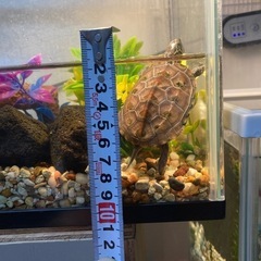 亀、クサガメ（ゼニガメ）、飼う