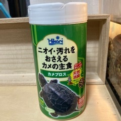 亀、クサガメ（ゼニガメ）、飼うの画像