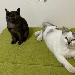 子猫 (※受付中止中)