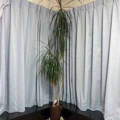 真実の木　観葉植物