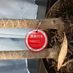 真実の木　観葉植物の画像