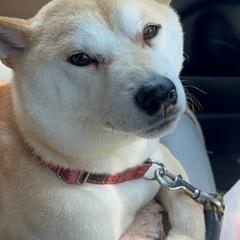 ワンちゃんのトリミングモデル募集中🐶