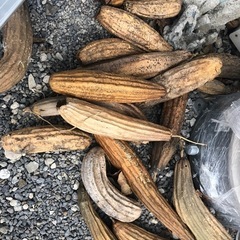 自然乾燥　へちま　うさぎの餌や犬のおもちゃにの画像