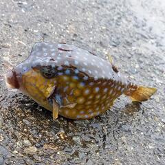 女性の釣り友募集  
