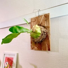 🉐⑤板付けコウモリラン　ビカクシダ　人気観葉植物　オシャレなOS...