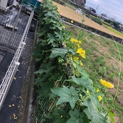 自然乾燥　へちま　うさぎの餌や犬のおもちゃにの画像