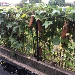 自然乾燥　へちま　うさぎの餌や犬のおもちゃにの画像
