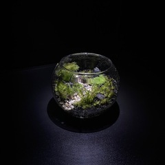 ✨残り4名✨苔テラリウム制作【【癒しの苔テラリウムを手作りしよう🌿】】 - イベント