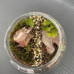 ✨残り4名✨苔テラリウム制作【【癒しの苔テラリウムを手作りしよう🌿】】 - 札幌市