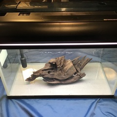 【大型流木付き】KOTOBUKI60㎝水槽セットの画像