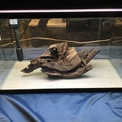 【大型流木付き】KOTOBUKI60㎝水槽セット