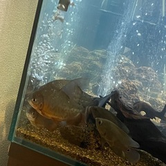 熱帯魚　コロソマ