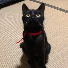 おメメくりくり、性格も愛らしい黒猫ルルちゃん🐈‍⬛初めてさんでも...
