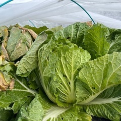 大根、かぶ、白菜　新鮮