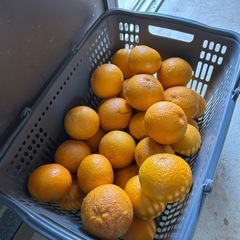 夏みかん