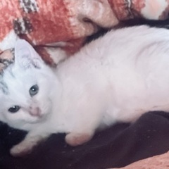 元気な白色の女の子♡里親さん決定しました!! 
