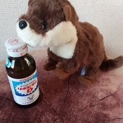 うごくぬいぐるみ コツメカワウソ