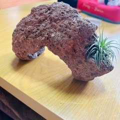 水槽に入れてたやつ
の画像