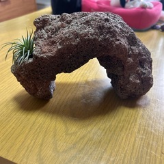 水槽に入れてたやつ
の画像