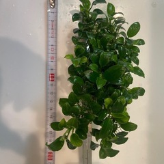 アヌビアスナナ・プチ　大サイズの画像