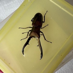 メタリフェルホソアカクワガタ