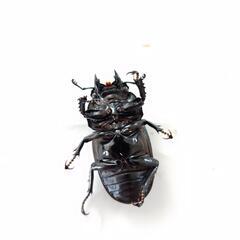 タランドゥスオオツヤクワガタ　♀単体の画像