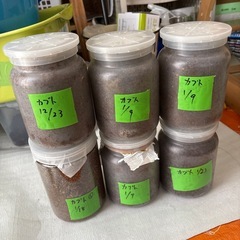 国産カブトムシ