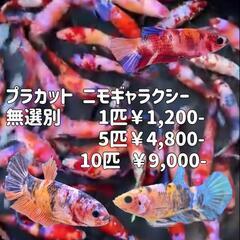 5匹 ベタ ニモギャラクシー プラカット 無選別