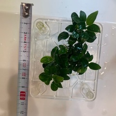 アヌビアスナナ・プチ　小サイズ　①の画像