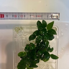 アヌビアスナナ・プチ　小サイズ　①の画像