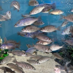 熱帯魚