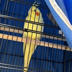 オカメインコのルチノーです。