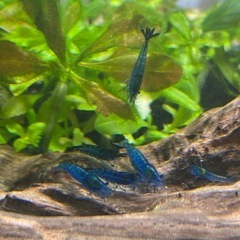 ベルベットブルーシュリンプ/チェリーシュリンプ/エビ/10匹の画像