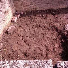 植栽に使っていた土です。