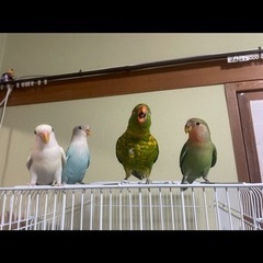 コザクラインコ３羽