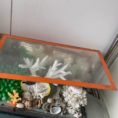 昭和の飾り物貝殻サンゴの画像